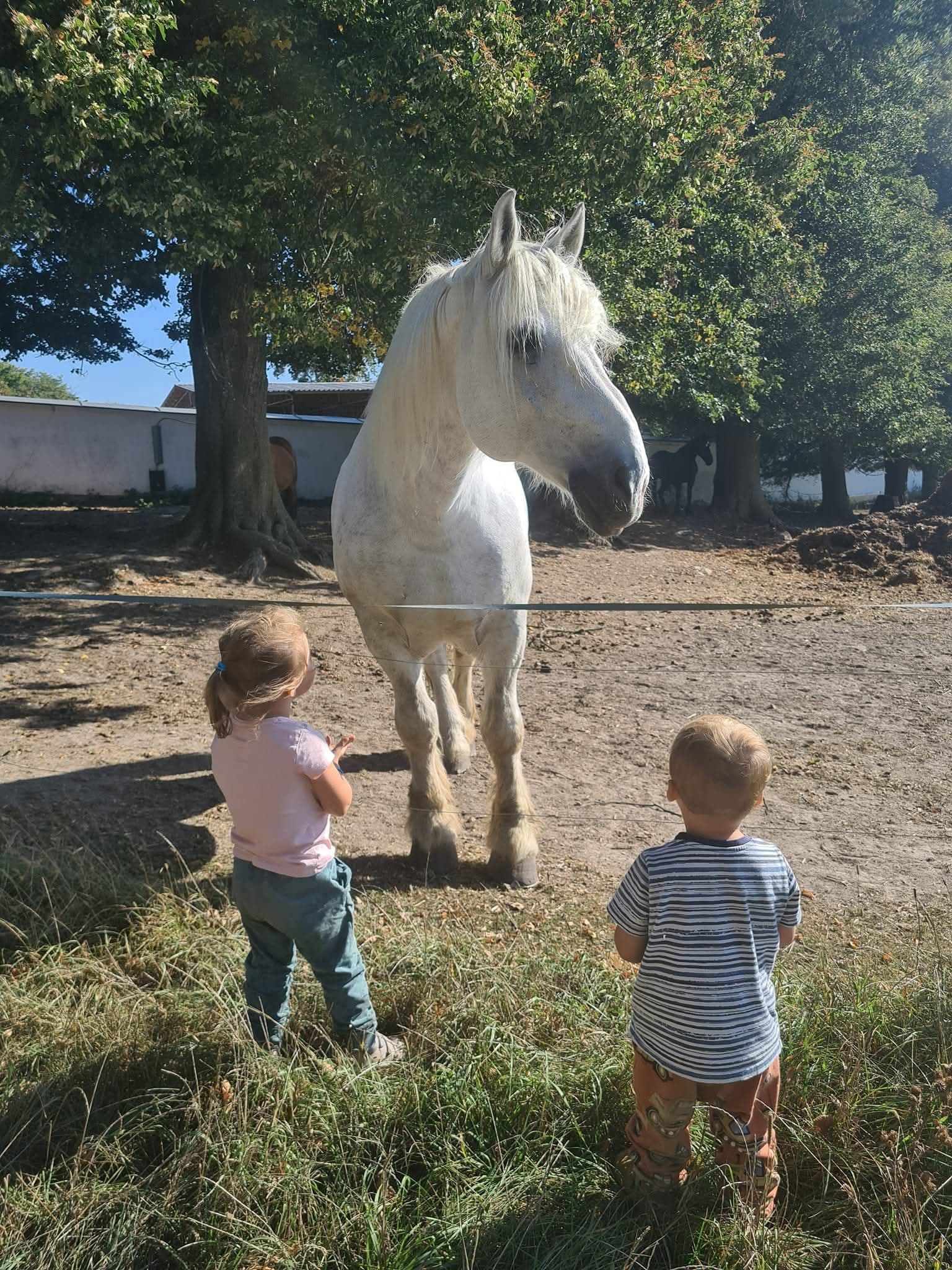 🐎