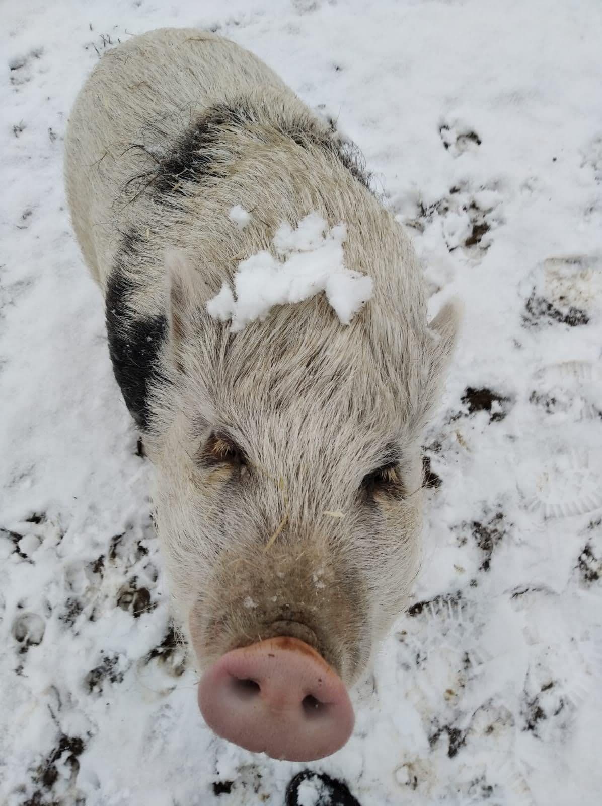 Pepina 🐷