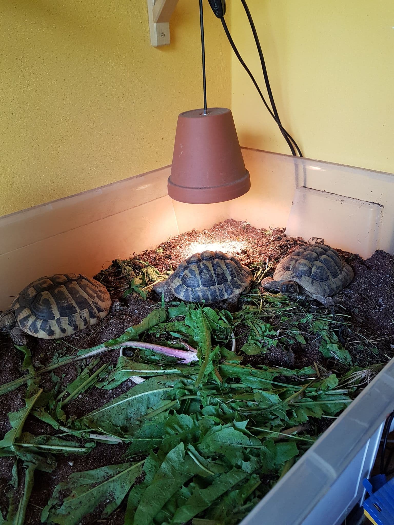 🐢🐢🐢